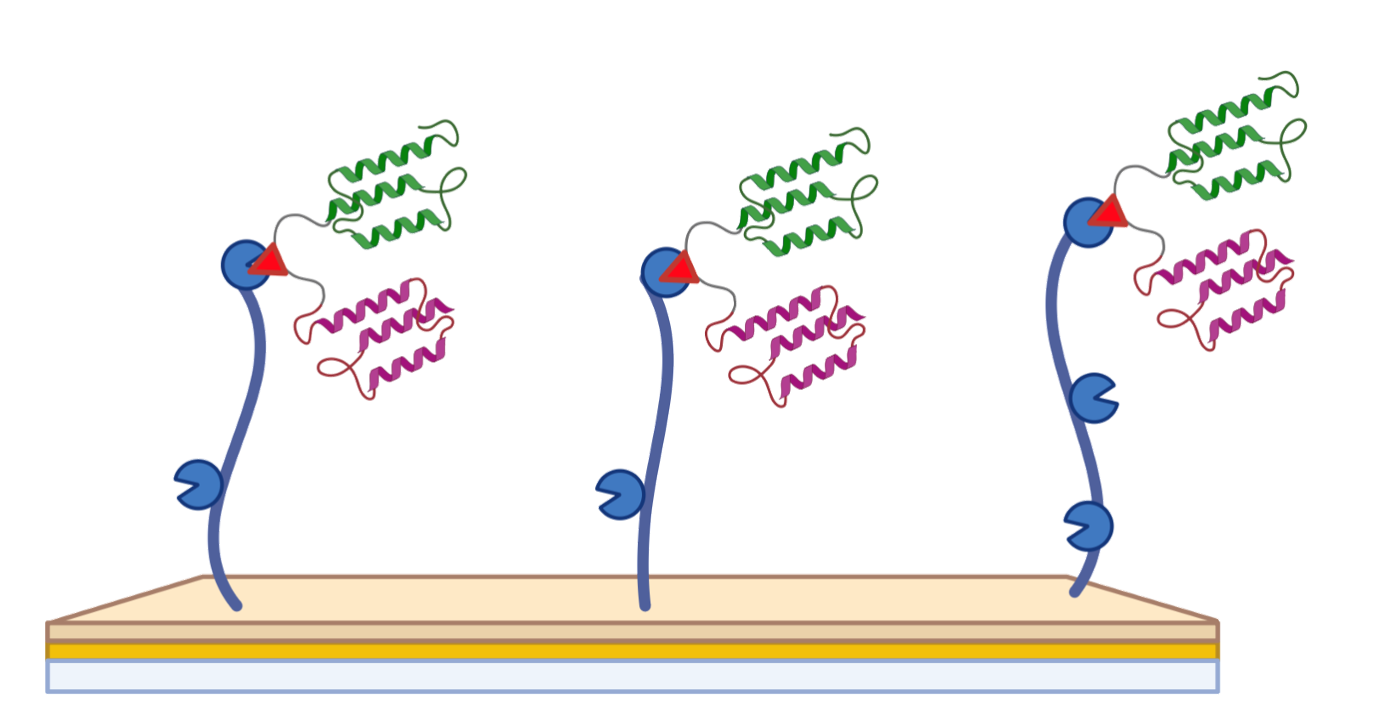 Diagnostic/Biosensor