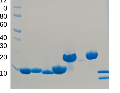SDS-PAGE analysis of purified binder and complex